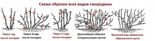 обрезка смородины осенью схема видео