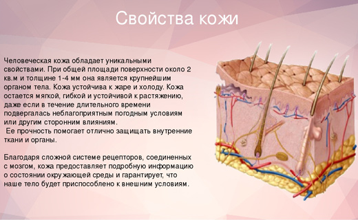 Свойства кожи. Строение кожи. Кожа человека проект. Проект на тему кожа человека.