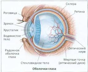 Строение глаза хамелеона схема