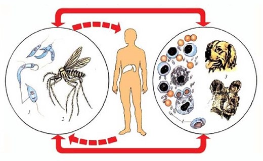 Лейшманиоз болезнь